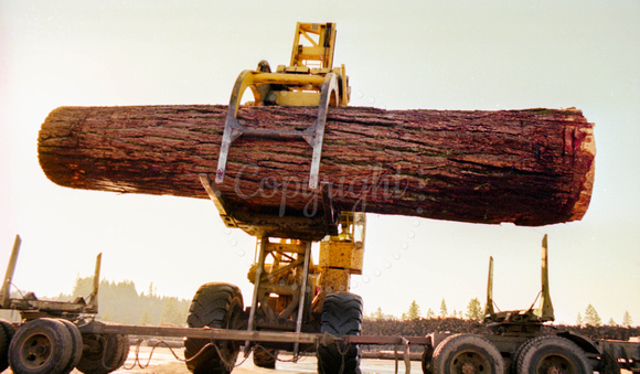 Old Growth Lumber